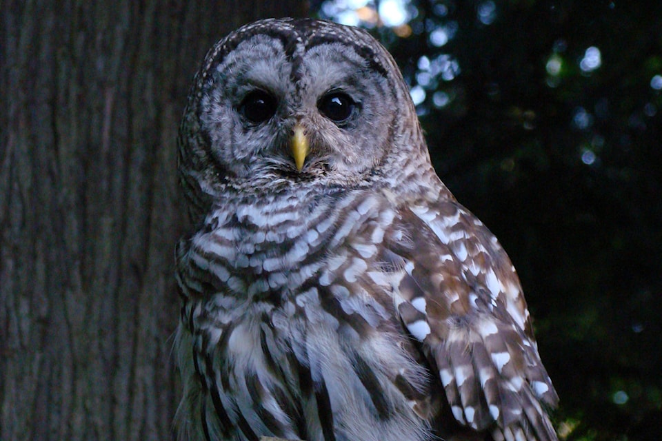The barred owl is the most likely to be spotted in the south Island. (Ann Nightingale photo)
