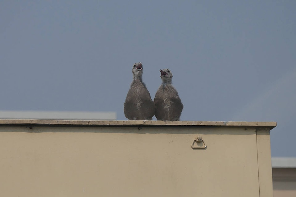 Gull chicks rejoice together on their rooftop home in downtown Victoria on Aug. 13. About 150 gulls, young and old, were admitted to Wild ARC last year, according to senior wildlife rehabilitator Wallis Moore Reid. (Evert Lindquist/News Staff)