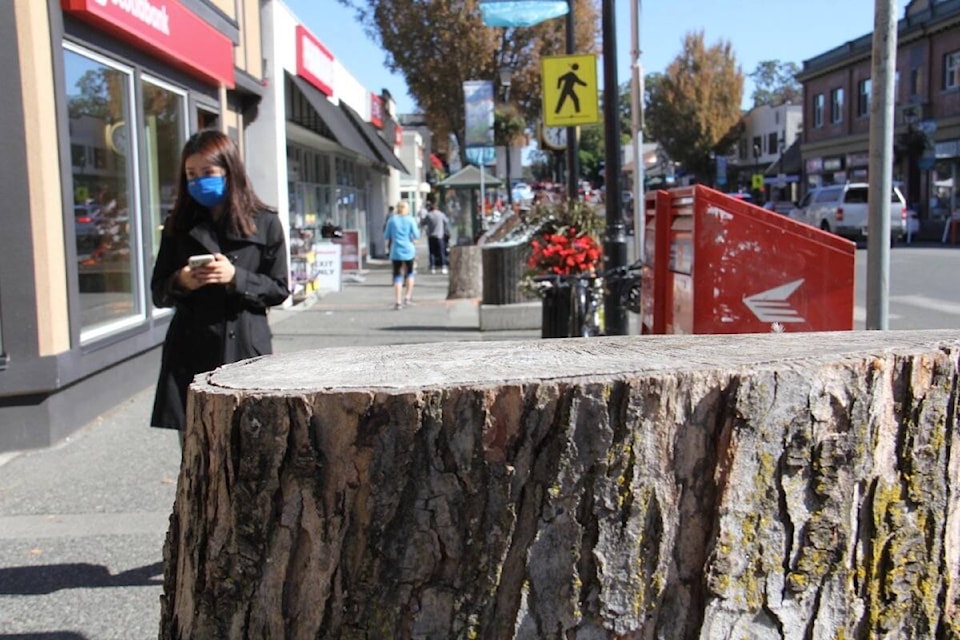 Tree removal and replacement, as well as sidewalk repairs in the 2100-block of Oak Bay Avenue, are set to continue in October. (Christine van Reeuwyk/News Staff)