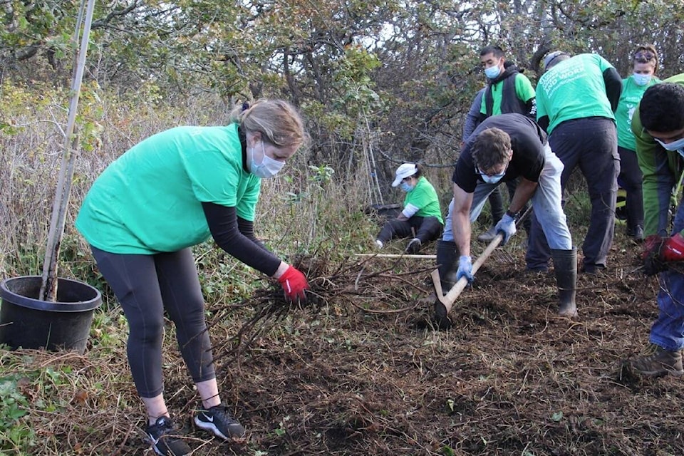 Volunteers with Schneider Electric work in partnership with Tree Canada and the District of Oak Bay to restore a pocket of the Garry oak meadow ecosystem in Anderson Hill Park. (Christine van Reeuwyk/News Staff)