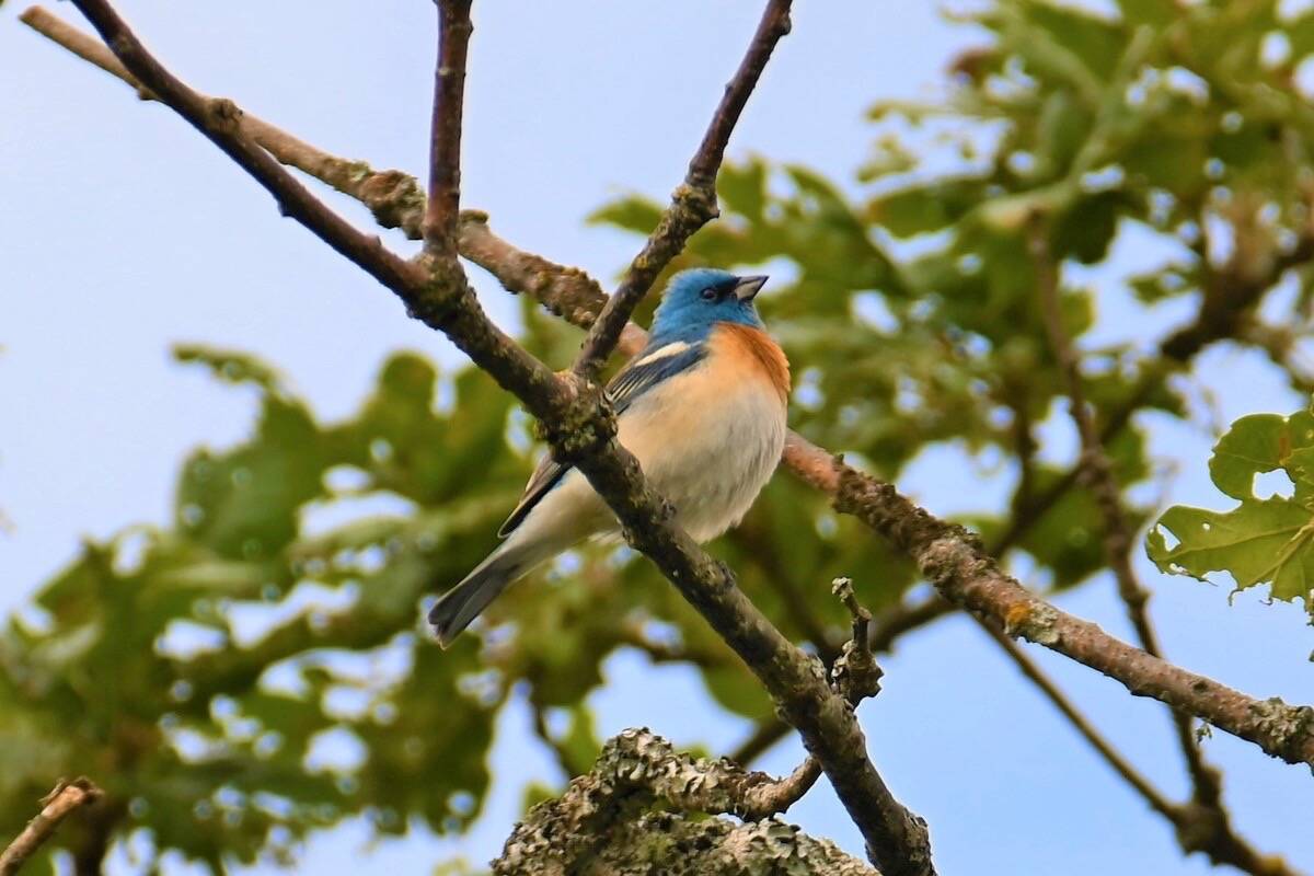 A singing male lazuli bunting spotted in Uplands Park this spring. Geoffrey Newell photo