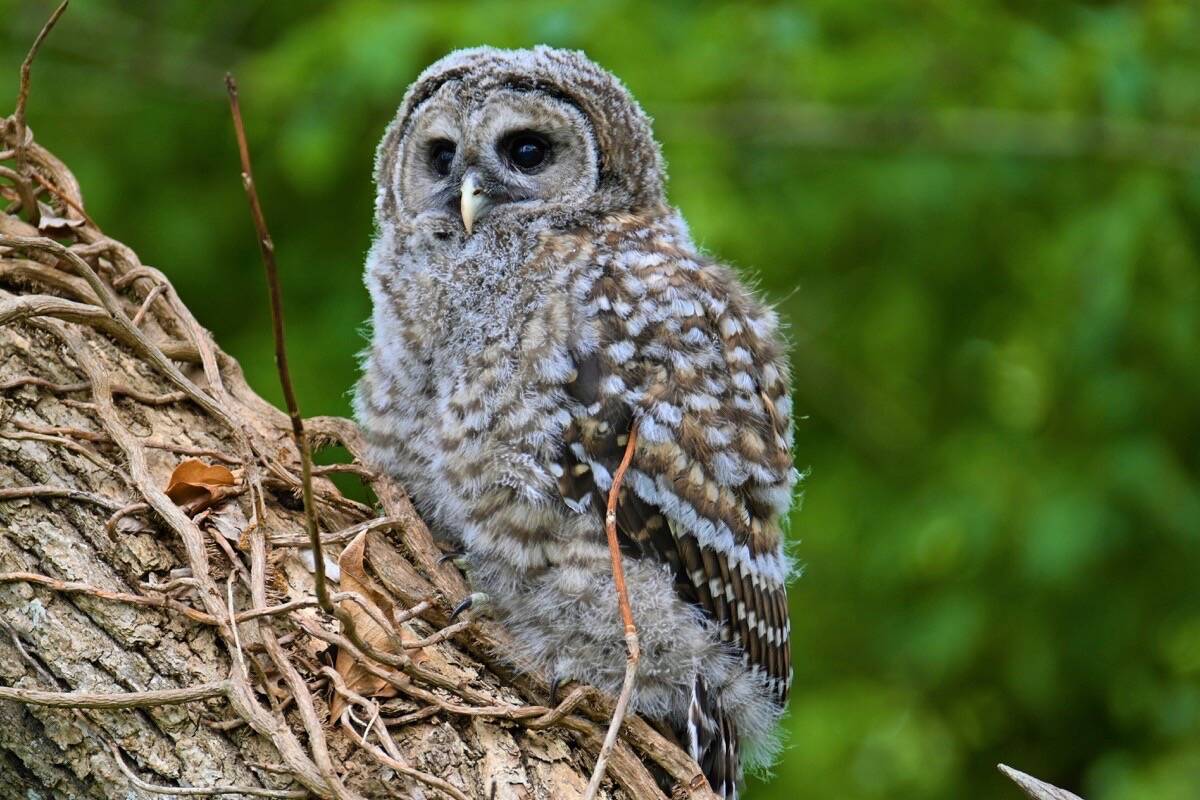 Longtime Greater Victoria birder Geoffrey Newell is confident a recently fledged barred owlet is the first confirmed nesting recorded in Uplands Park. Geoffrey Newell photo