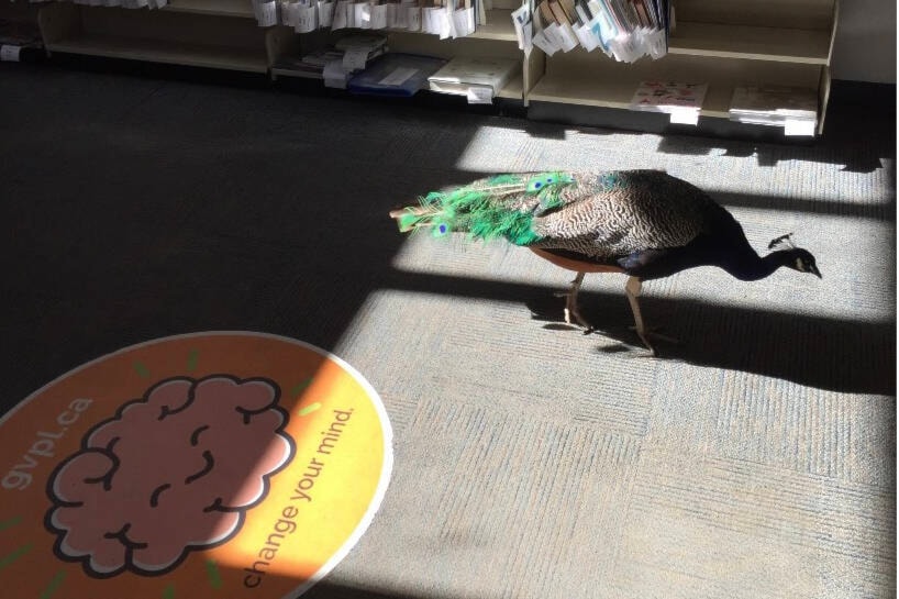 A peacock pops in to the Oak Bay branch of the Greater Victoria Public Library. (GVPL/Twitter)