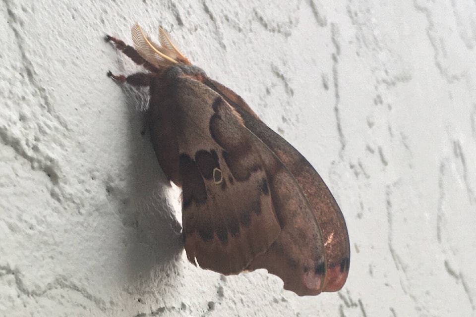 An insect resembling a muted butterfly with feather-like antenna rests on a Saanich apartment building. (Christine van Reeuwyk/News Staff)
