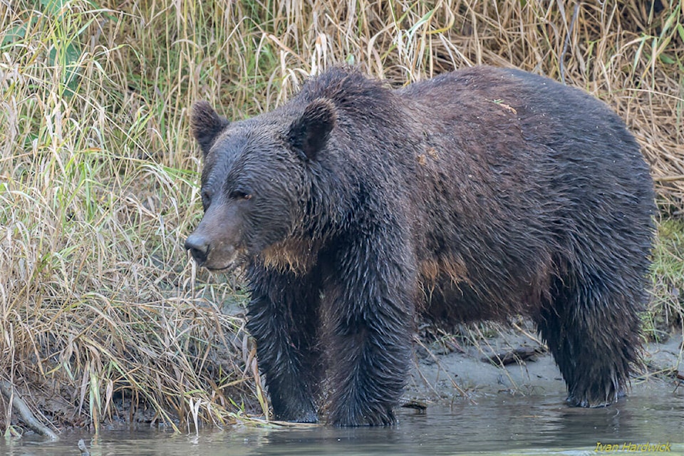 30199511_web1_GrizzlyBear