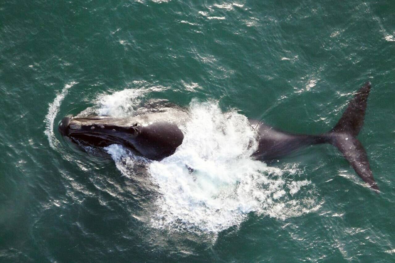 The Mystery of Alaska's Disappearing Whales