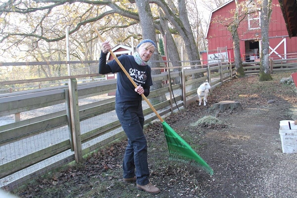 Julie Clark rakes leaves in the yard where male goat Wasabi enjoys the company of two females, apart from the rest of the goats. (Christine van Reeuwyk/News Staff)