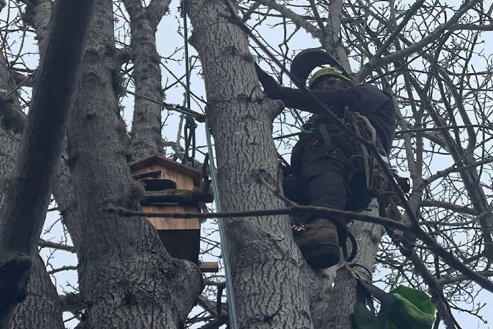 Bartlett Tree Experts offer free labour to hang an owl box in the trees near Oak Bay’s alotment gardens. (Courtesy Deanna Pfeifer)
