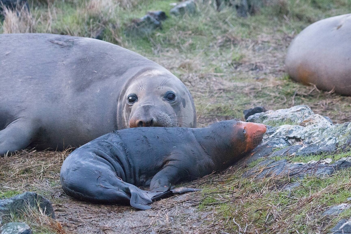 VIDEO Victoria volunteer captures ‘awesome’ elephant seal birth Oak Bay News