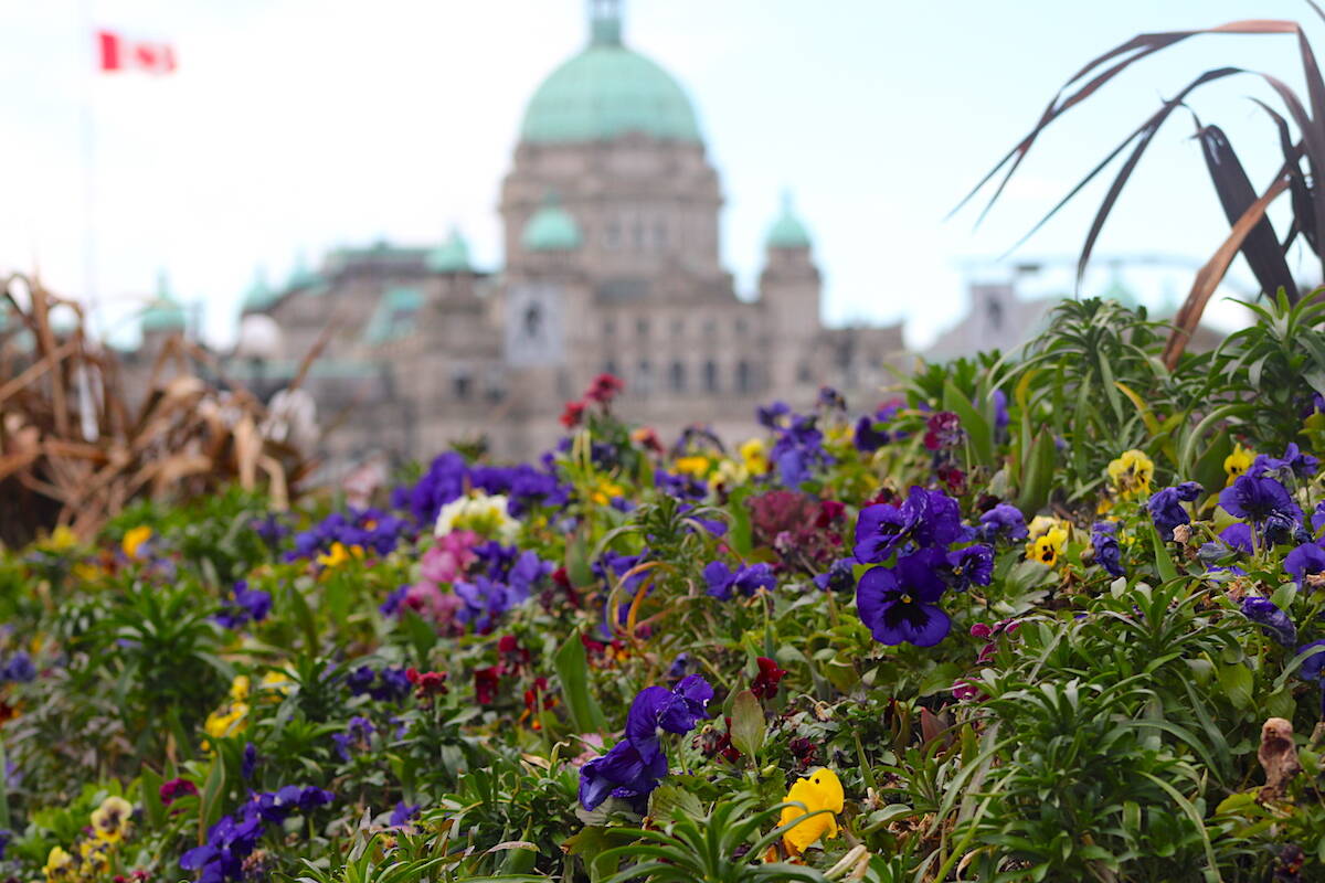 The 2023 Greater Victoria Flower Count kicks off on March 8. (Jake Romphf/News Staff)