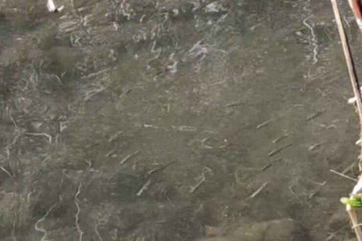 32463090_web1_230418-OBN-FishHatch-2_1