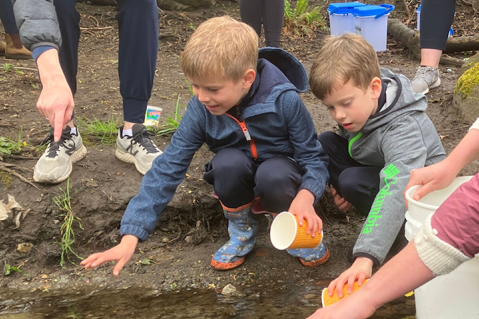 Glenlyon Norfolk School Grade 2 students release fry hatched and grown at school into Bowker Creek on April 26. (Christine van Reeuwyk/News Staff)