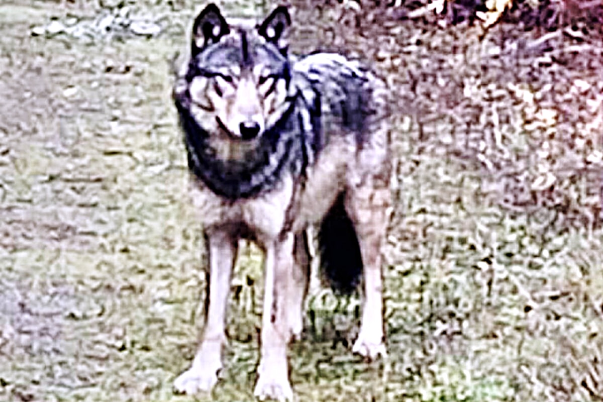 Regional District of Nanaimo director wants ban on owning wolf-dogs