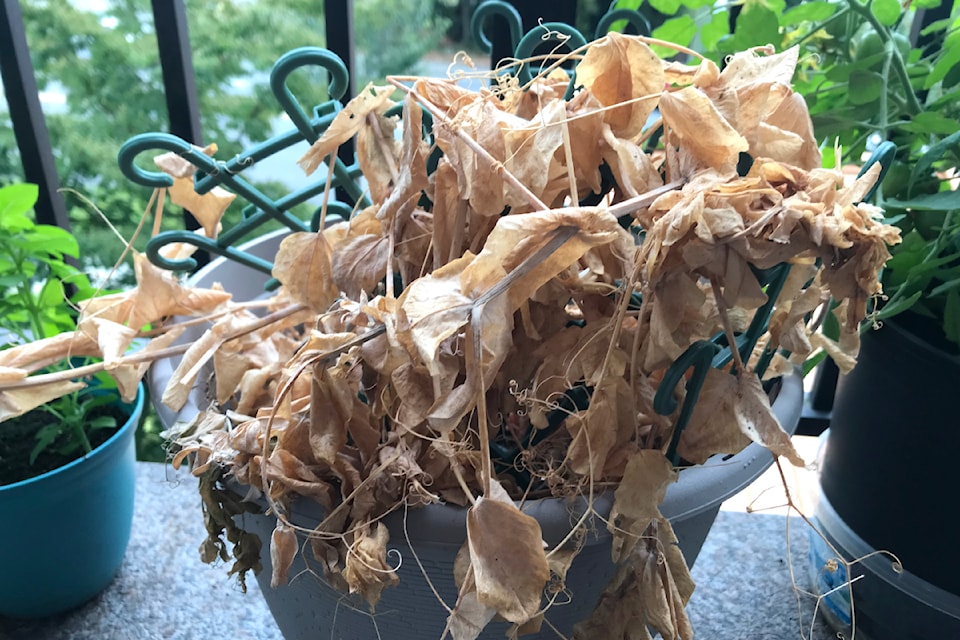 These pea plants did not make it to August.