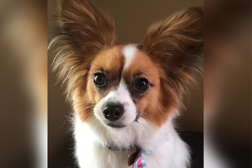 molly-papillon