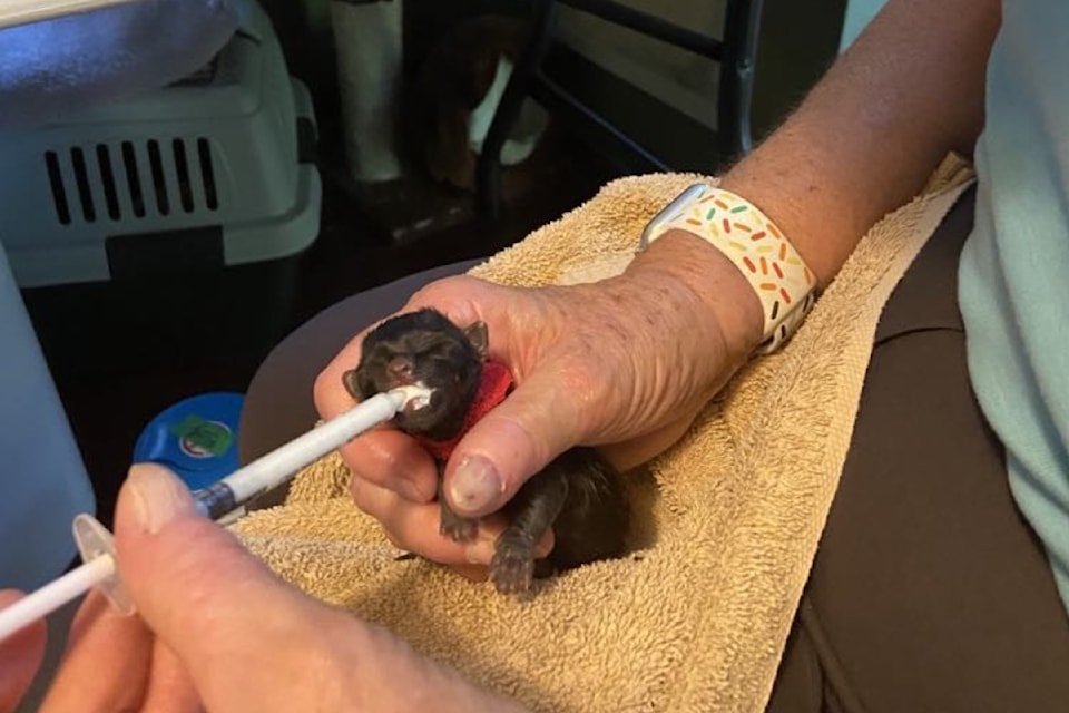 240724-kitten-bottlefed