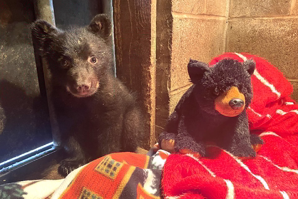 bear-cub