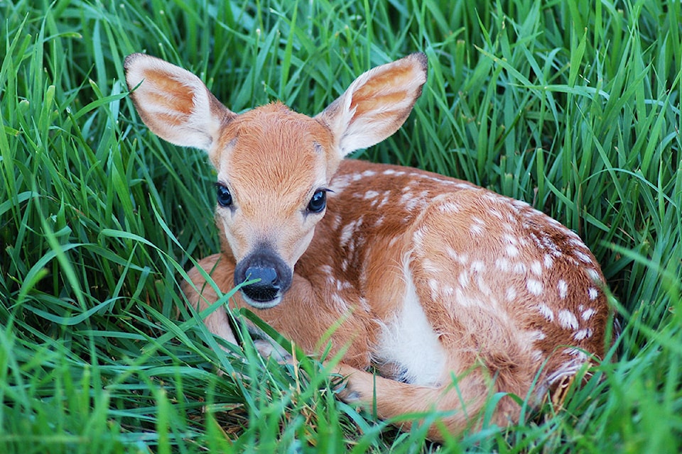 Wildlife recovery centre reminds residents to be mindful of baby deer - Parksville Qualicum Beach News