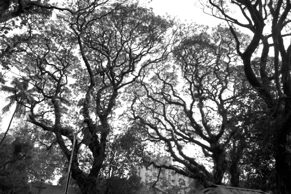 241002-pqn-trees
