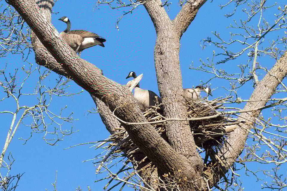 241009-pqn-geese-eagle-tree
