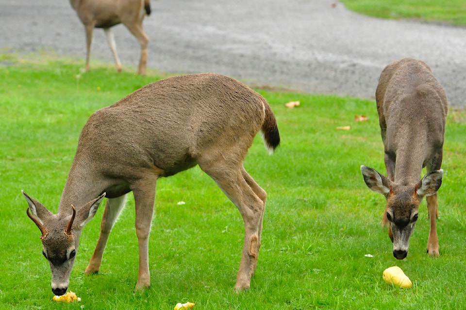 deer-trio-pears