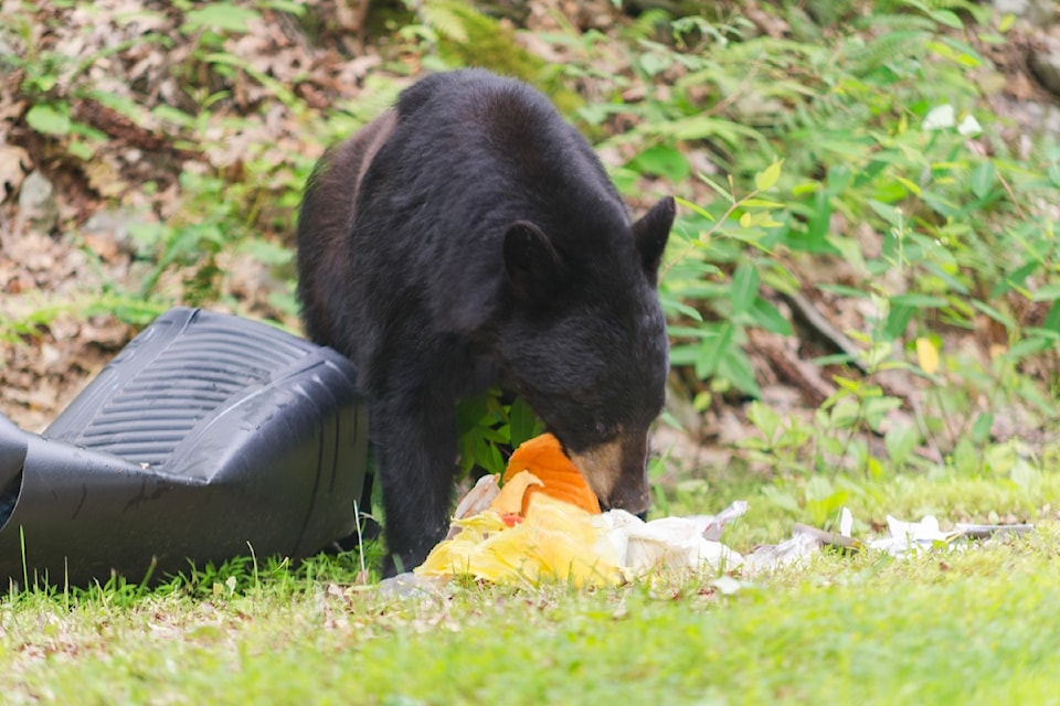 250402-bear-col