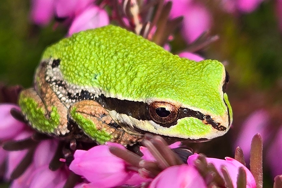 250402-pqn-frog