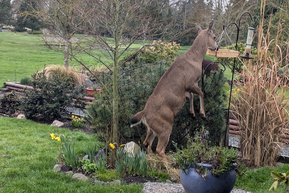 250409-pqn-deer-food-front