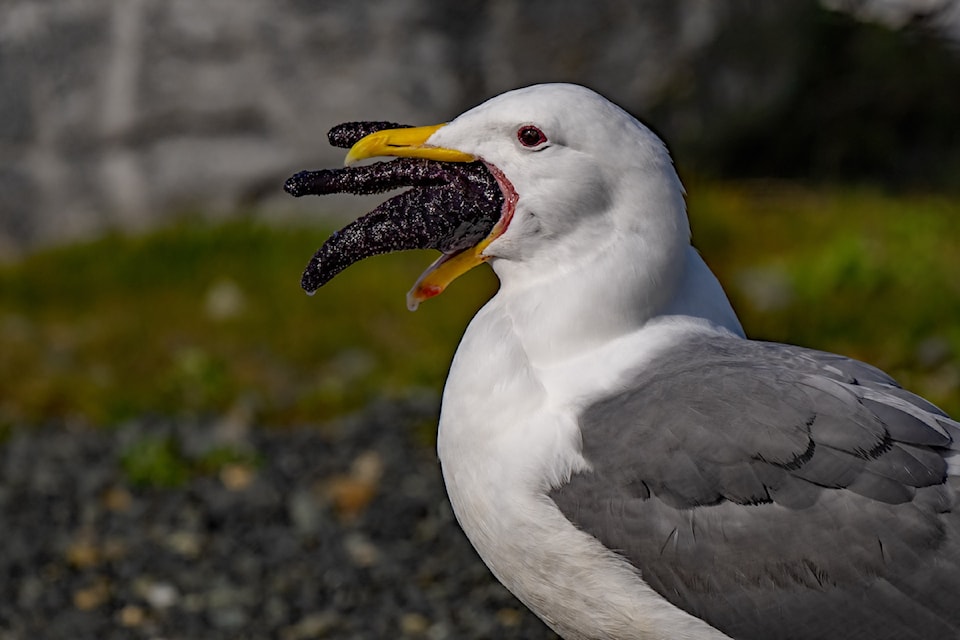 250416-pqn-seagull-duke