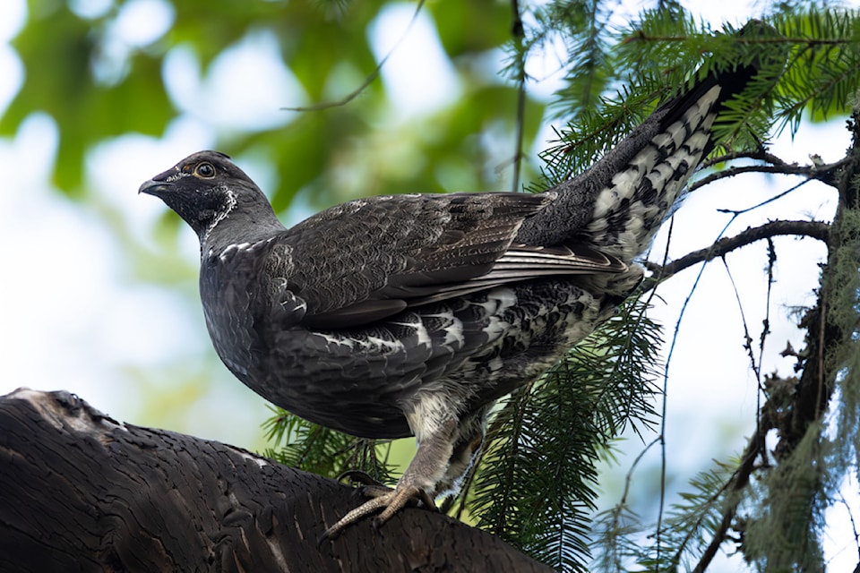 250423-pqn-a10-grouse