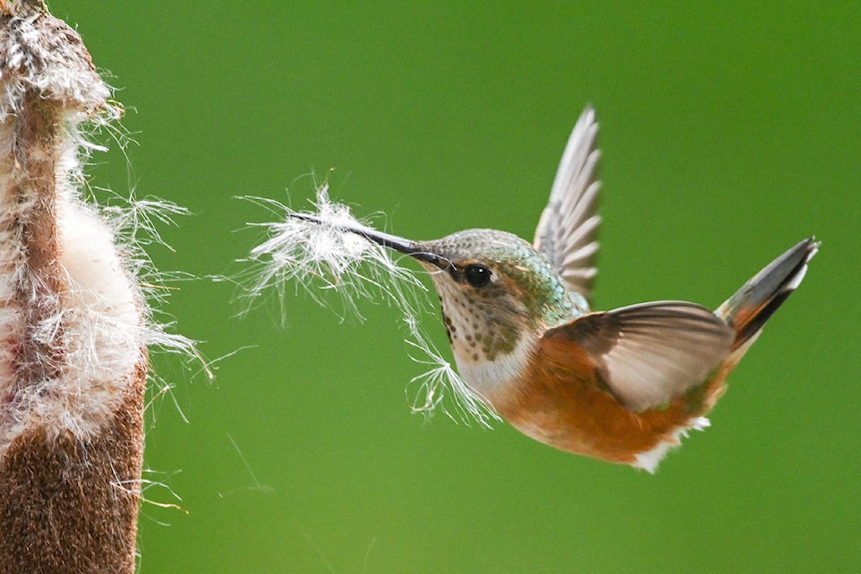 250430-pqn-yip-hummingbird