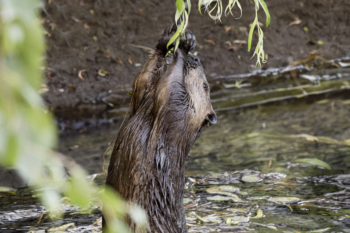 YOUR PHOTOS: Parksville beaver stretches for tasty weeping willow treat
