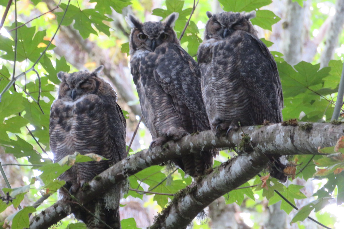 YOUR PHOTOS: Owls make sure three's company