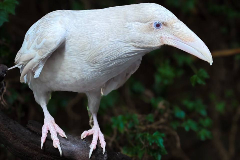 250806-pqn-white-raven