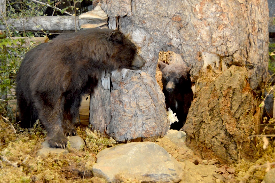 The new bear pavilion at the North Island Wildlife Recovery Centre highlights the value of bears and old growth forests.