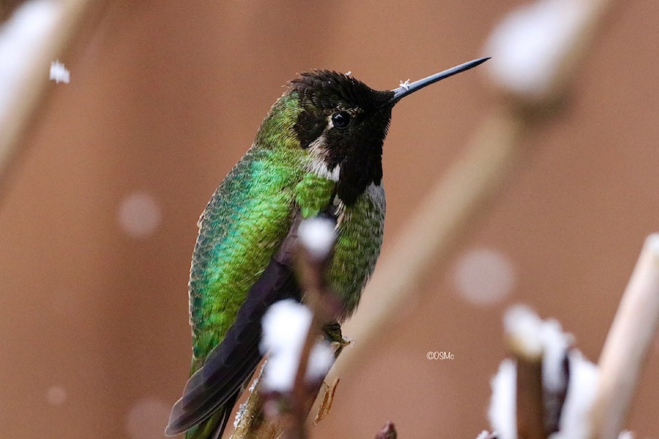 250212-bird