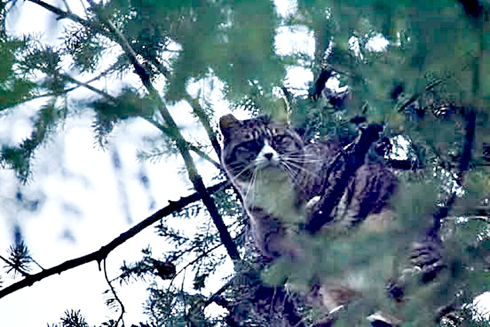 'Boots' the cat was scared and weak after being stuck in a tree for five days.