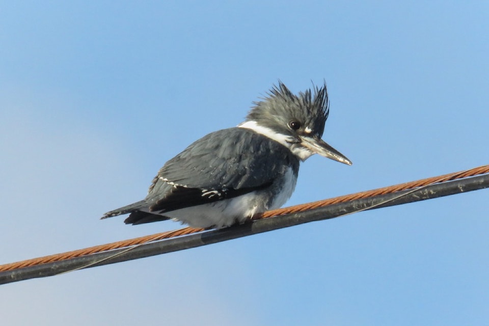 doylebird