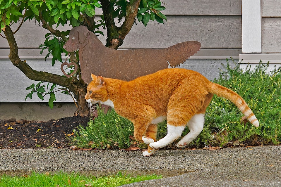 fastcatslowdog