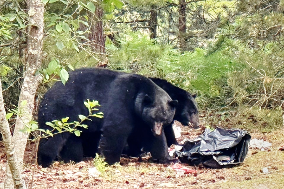 250528-pqn-bear-encampment2