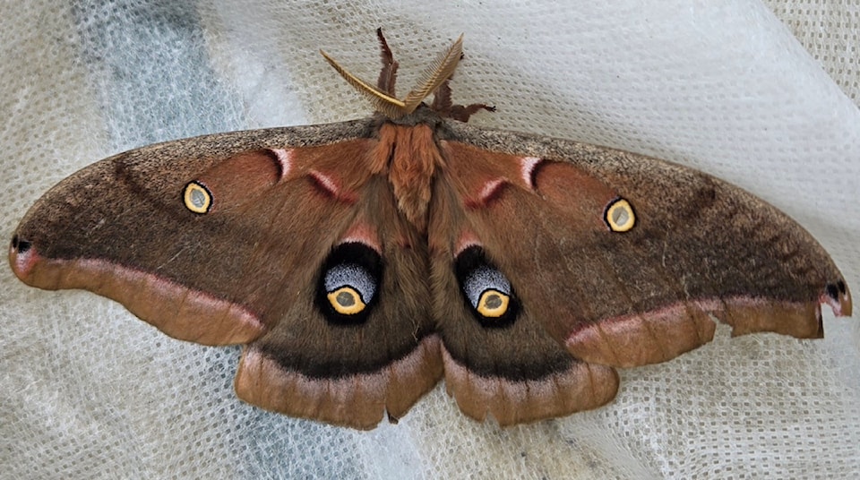 250716-pqn-moth-pic