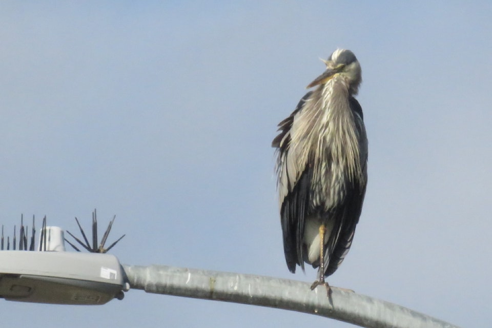 heron