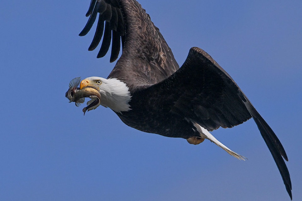 PQB News reader Mike Yip shares this great shot. "The annual migration of the midshipman to Parksville Bay is perfectly timed for the local eagle families as it provides a major part of the diet for the rapidly growing eaglets," he said. 