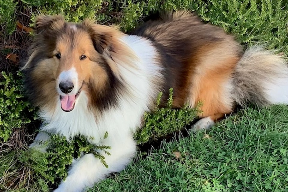 250611-pqn-sheltie
