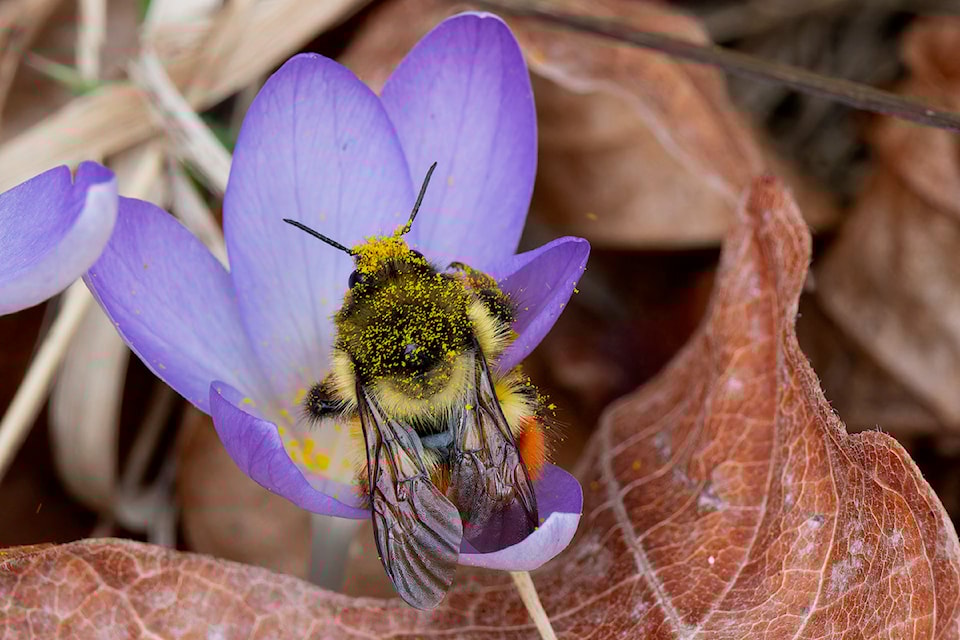 250319-pqn-markle-bee