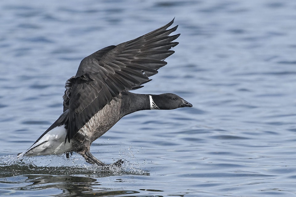 250326-pqn-brant-yip