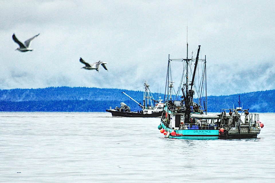 A herring boat travels side-by-side with the sea gulls in search of the small silvery fish. (Michael Briones photo)