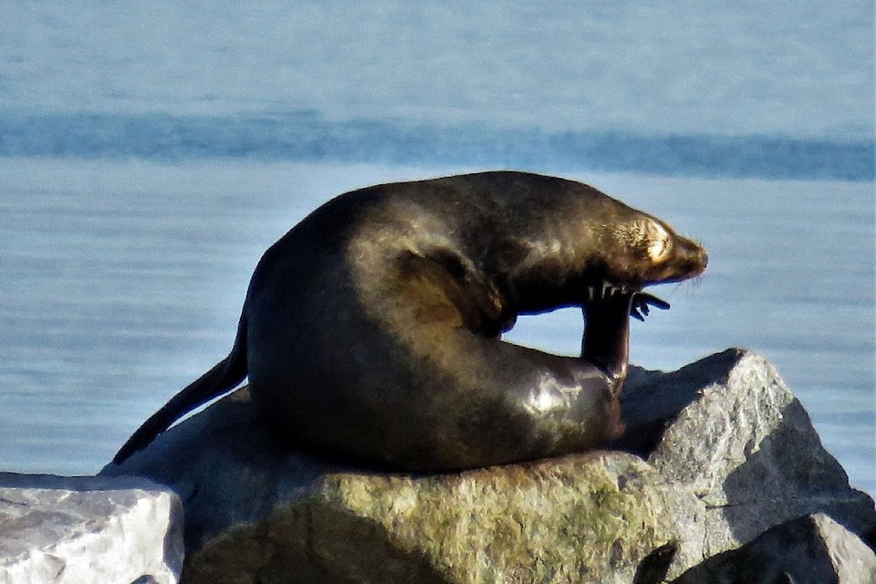 250514-pqn-sealion-talking-on-phone