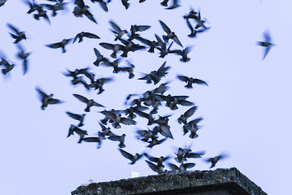 250521-pqn-yip-birds