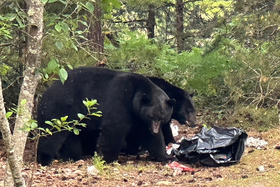 Residents say bears are attracted to garbage left in an encampment by Chattel Road.